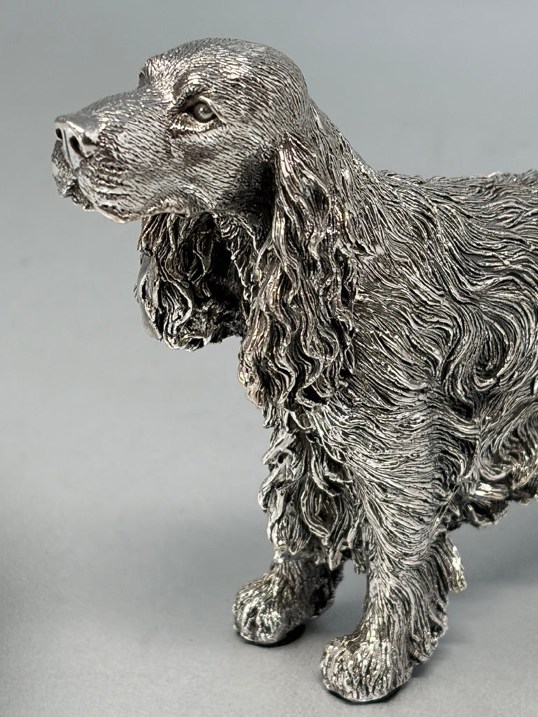 Silver Springer Spaniel, Standing