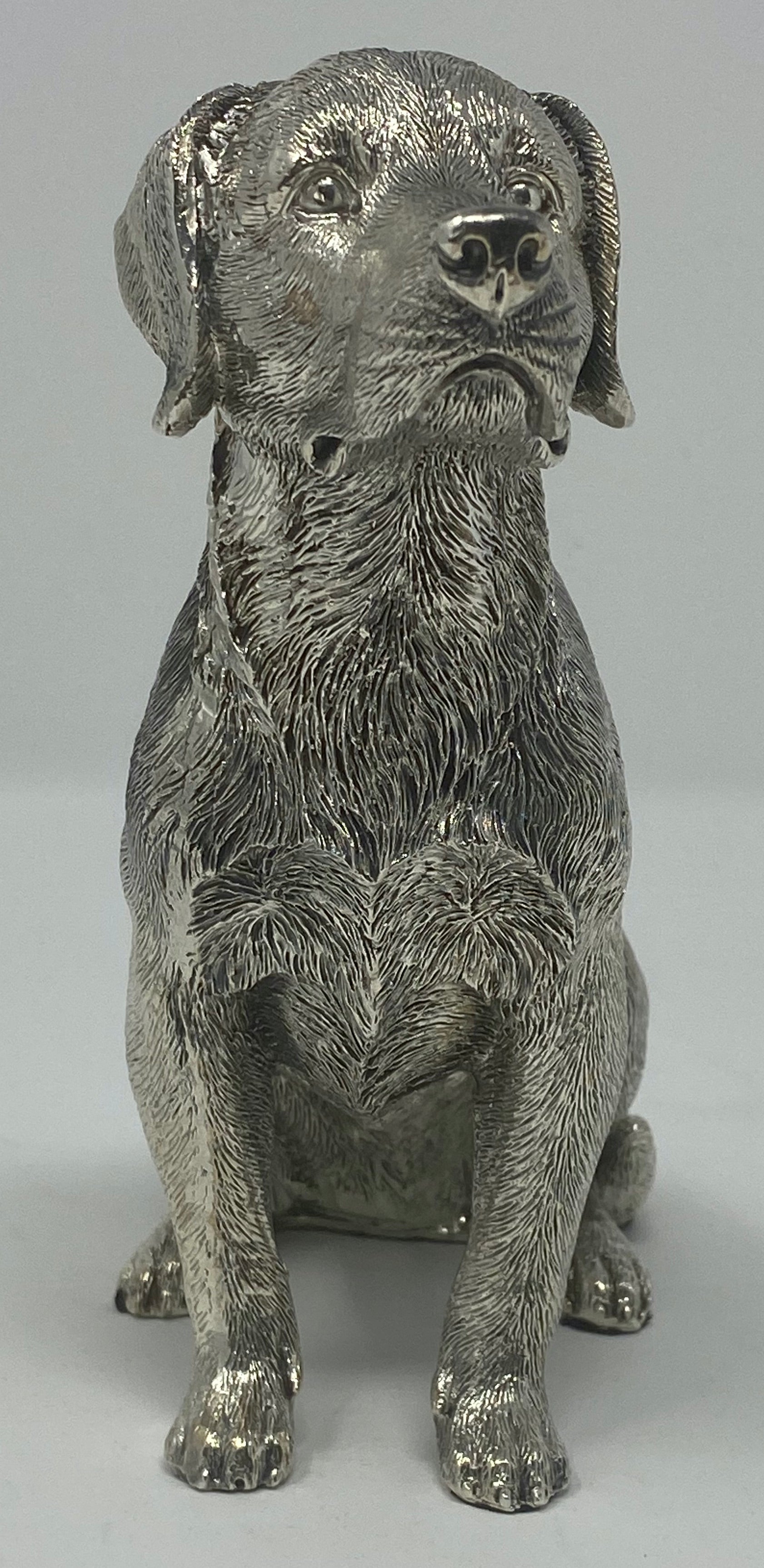 Silver Labrador, Sitting