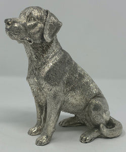 Silver Labrador, Sitting