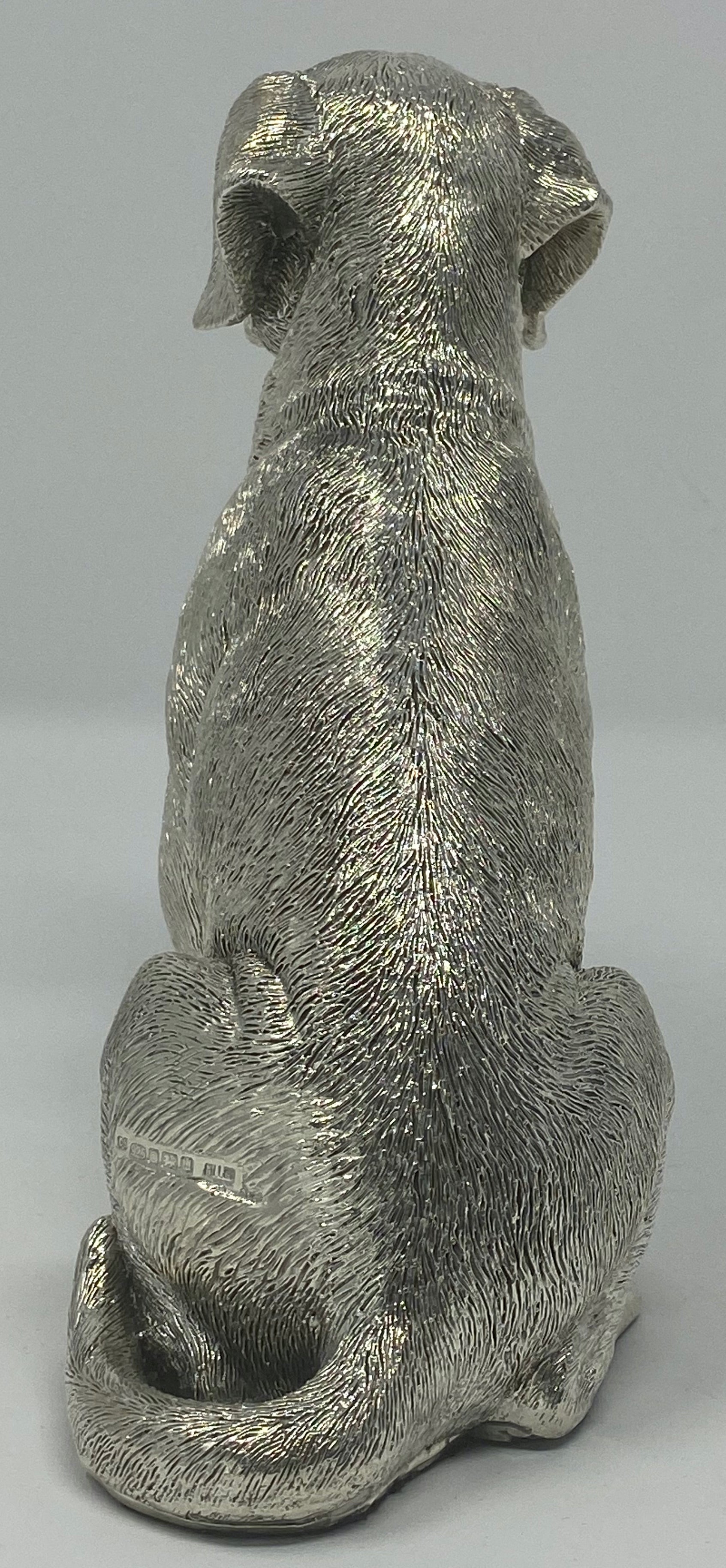 Silver Labrador, Sitting